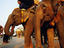 Sacred white elephants