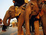 Sacred white elephants