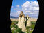 Grape vines, Cappadocia