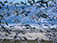 Canada Geese, Canada