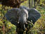 Image_20717-20