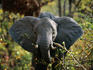 Adolescent Elephant (Loxodonta africana) strips bark while feeding in mopane woodland.