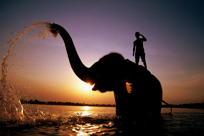 Indian Elephant bathing with its mahout in the Rapti River at sunset, Royal Chitwan National Park.