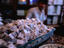 Image_20795-52
