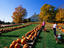 Pumpkin patch store, New England