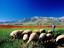 Sheep grazing near Lake Van.