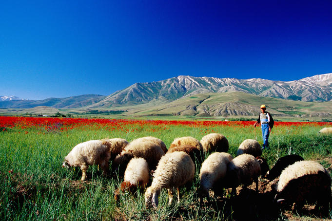 Sheep grazing near Lake Van.