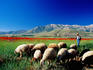 Sheep grazing near Lake Van.