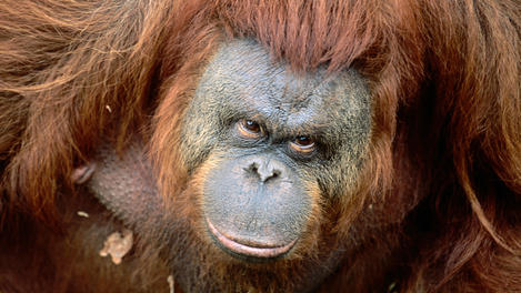 Zoo, Taman Safari Indonesia, Java