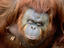 Zoo, Taman Safari Indonesia, Java