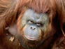 Orang-utan in zoo, Taman Safari Indonesia.