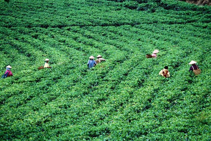 Overhead of tea-pickers, Tea Estate, Gunung Lawu.