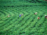 Overhead of tea-pickers, Tea Estate, Gunung Lawu.