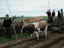 Mapuche Farmers, Chile