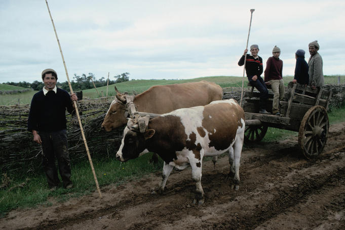 Mapuche farmers make their way into Temuco by cart