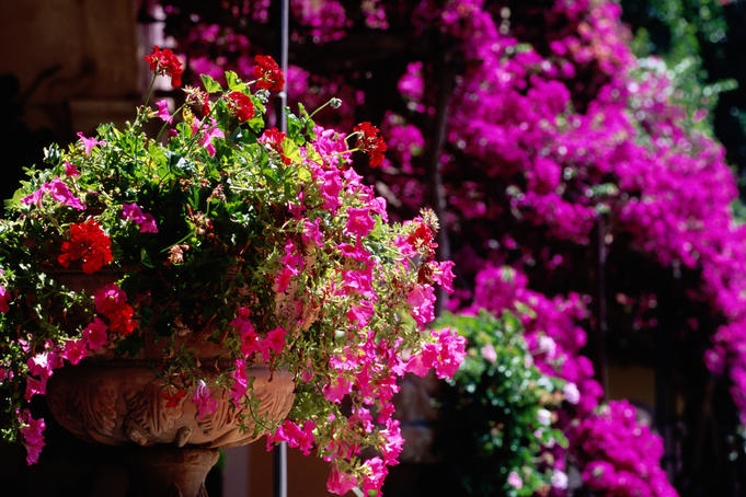 Flowers in bloom at Palazzo Murat Hotel.