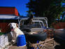 Dogs in back of ute, Mena Creek.