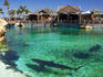 Sharks in water at Shark Bay, Sea World.