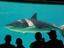 Sea World, Gold Coast