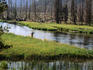Flyfisherman casting near pine woods.