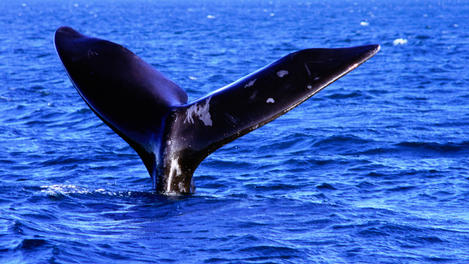 Image_21028-9