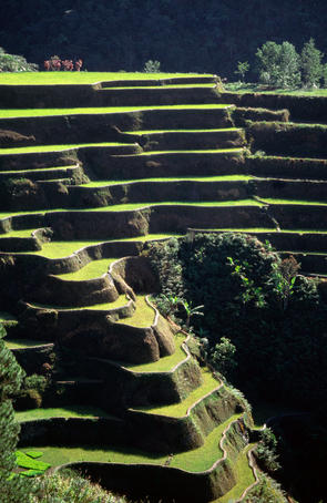 Rice terraces, Ifugao Province.