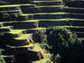 Rice terraces, Ifugao Province.