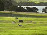 Lambs in field by Lashmar's Lagoon.