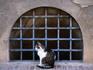 Cat, Castello Sforzesco.