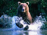 Grizzly bear running in Kinak Bay.