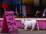Dog in shopping district, South Main Street.
