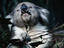 Koala (Phascolarctus cinereus) eating eucalyptus leaves.