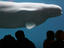 Window viewing of Beluga whales at aquarium, Stanley Park.