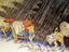 Image_21224-53