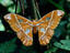 Pilpintuwasi Butterfly Farm, Iquitos