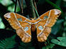 Giant moth at Pilpintuwasi Butterfly Farm.