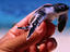 Turtle, Queensland