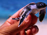 Green turtle hatchling.