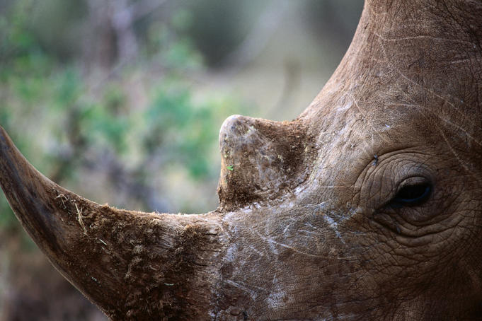 Close-up of rhinoceros horn and face.