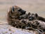 Image_21321-6