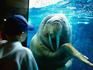 Young boy looking at walrus, Sea World.
