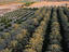Coachella Valley, Palm Springs & Coachella Valley