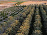 A date farm in the Coachella Valley - Indio, California