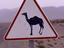 Camel crossing sign in desert, Morocco