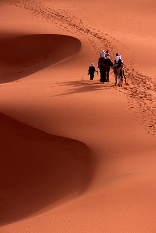 Camel riding tourists taking early morning ride among Saharan dunes.