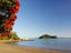 Pohutukawa Tree, Bay of Islands