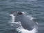 Image_21426-9
