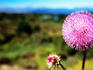 Wildflower near Bariloche, Neuquen.