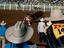 Bull rider, Queensland