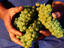 Grapes, Napier